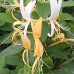 Palma Maicii Domnului cu flori albe Halliana C3
